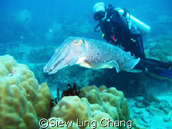 Posing with the cuttlefish at Labas, Tioman by Siew Ling Chang 